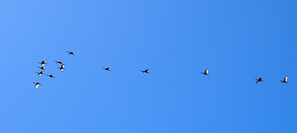 [Flock of 13 wood storks in a T formation way up in the sky. Their white edged wings catching the sunlight making them appear lighted.]